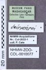 Etiketten zu Abelater pictus (NHMW-ZOO-COL-0010077)